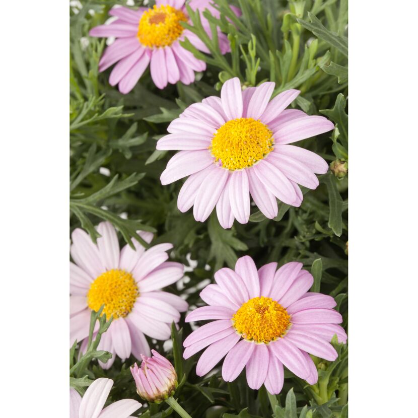 Chrysantheme mit rosa Blütenblättern und gelber Mitte
