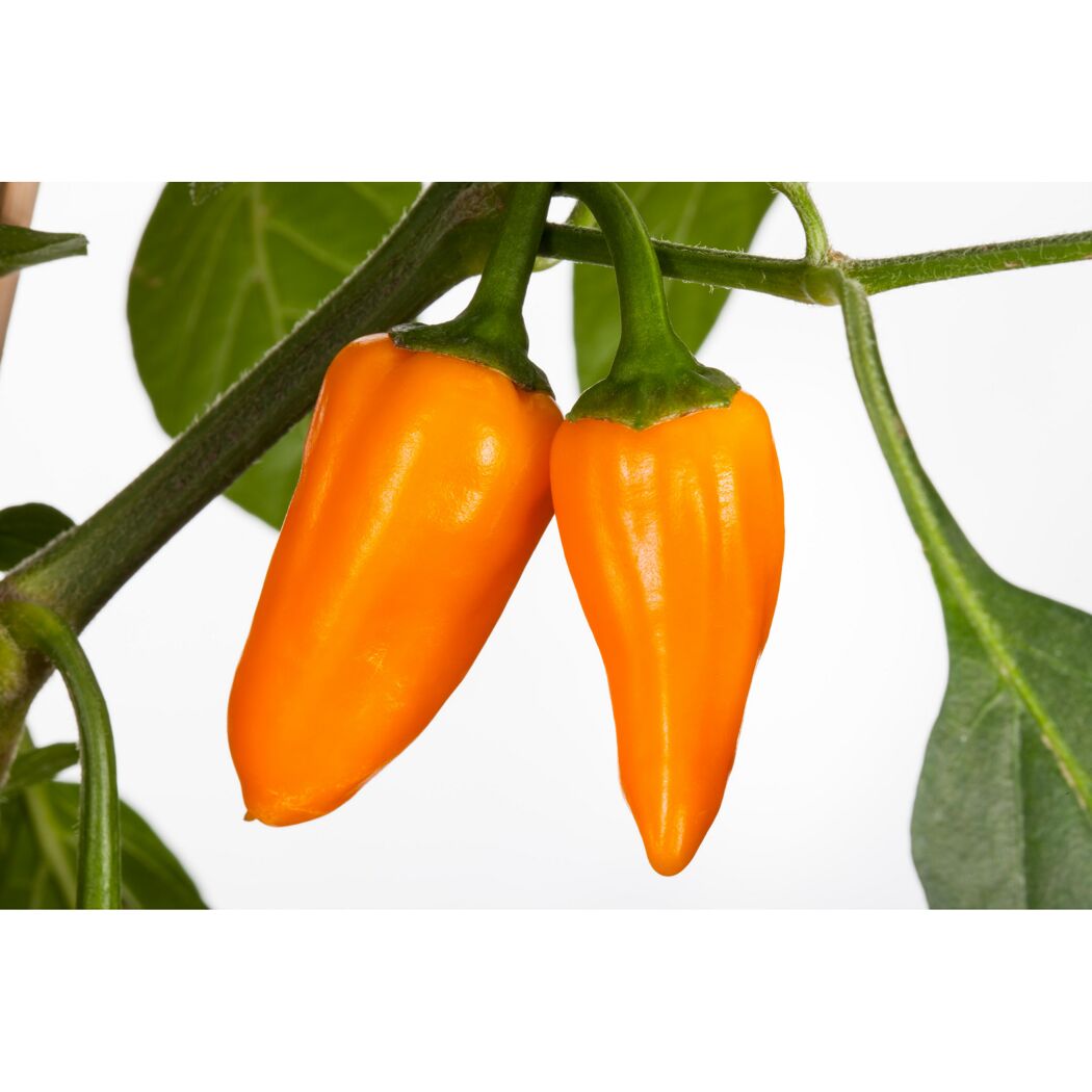 Zwei orange Chilischoten an einer Pflanze