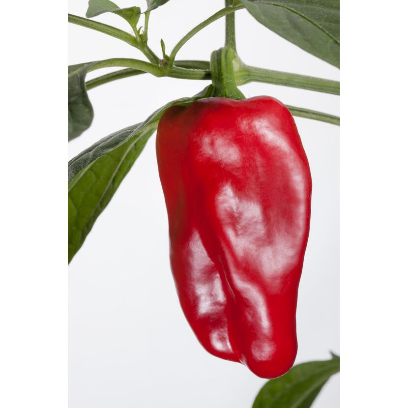 Topf-Paprika 'Redskin', 19 cm Topf