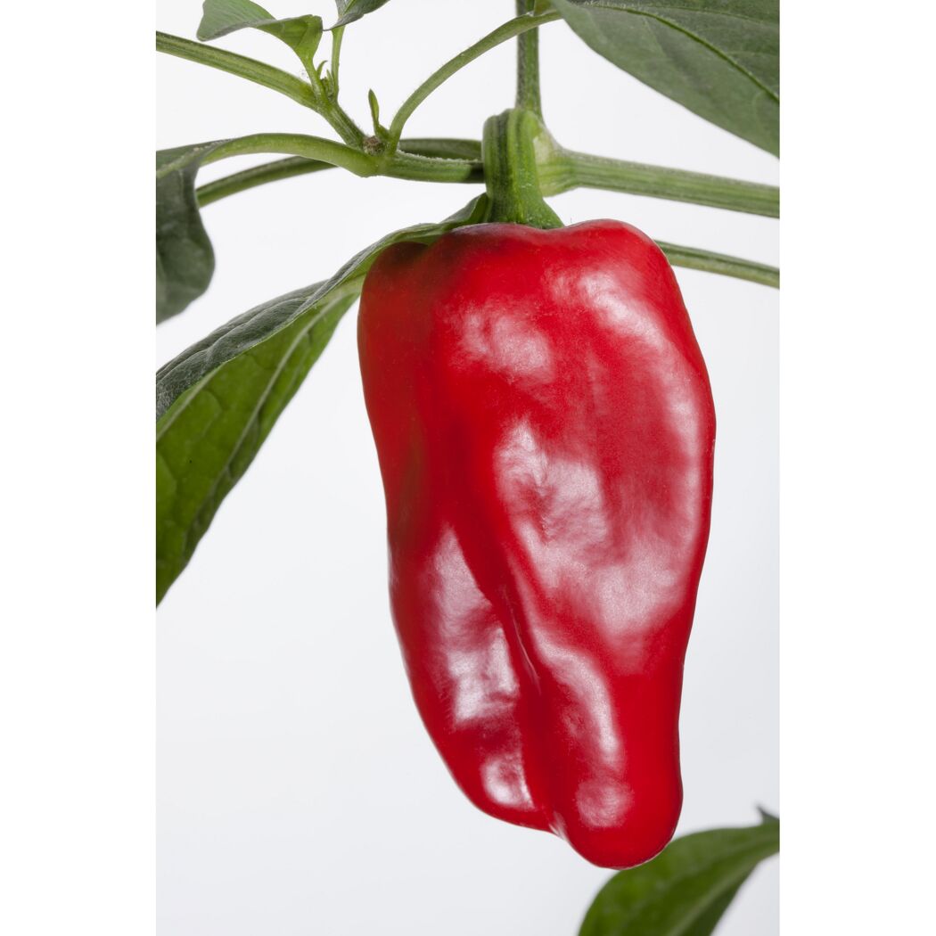 Topf-Paprika 'Redskin', 19 cm Topf