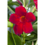 Dipladenie Pyramide 'Rio' rot 17 cm Topf