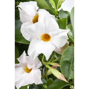 Dipladenie Pyramide 'Rio' weiß 17 cm Topf