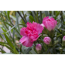 Landnelke rosa gefüllt 3er Set, 12 cm Topf