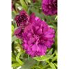 Gefüllte lila Gartennelke