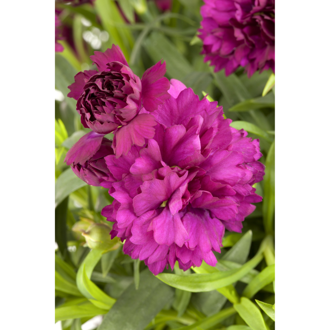 Bild von Landnelke lila gefüllt 3er Set, 12 cm Topf