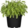Salbei 18 cm Topf