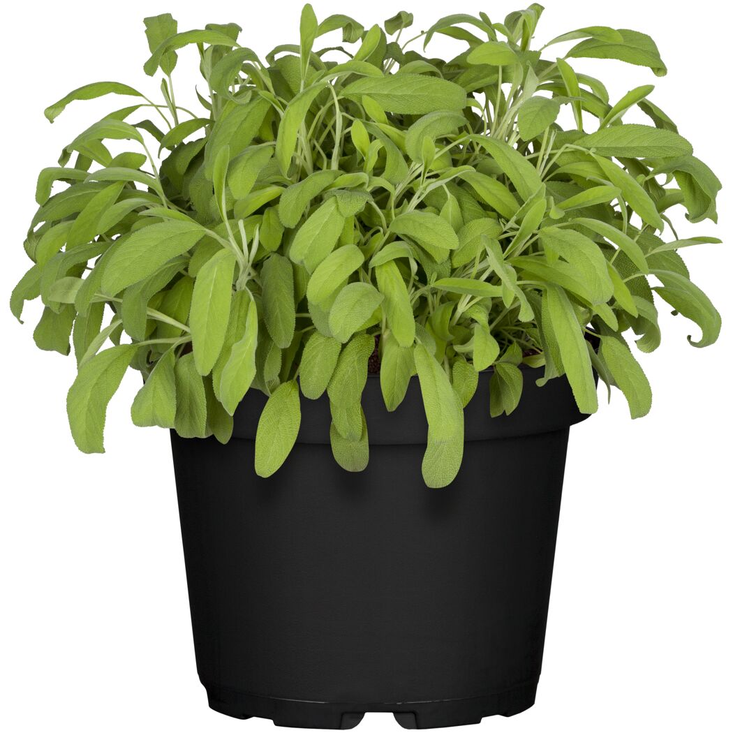 Salbei 18 cm Topf