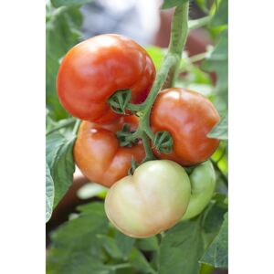 Tomate veredelt 'Fantasio F1', 12 cm Topf