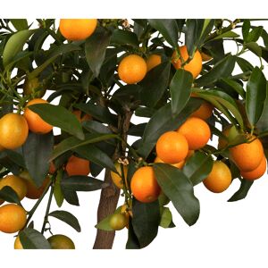 Citrus Stamm 'Kumquat', 20 cm Topf