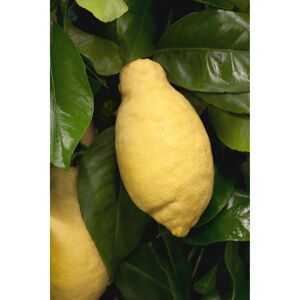Citrus Stamm 'Zitrone', 20 cm Topf