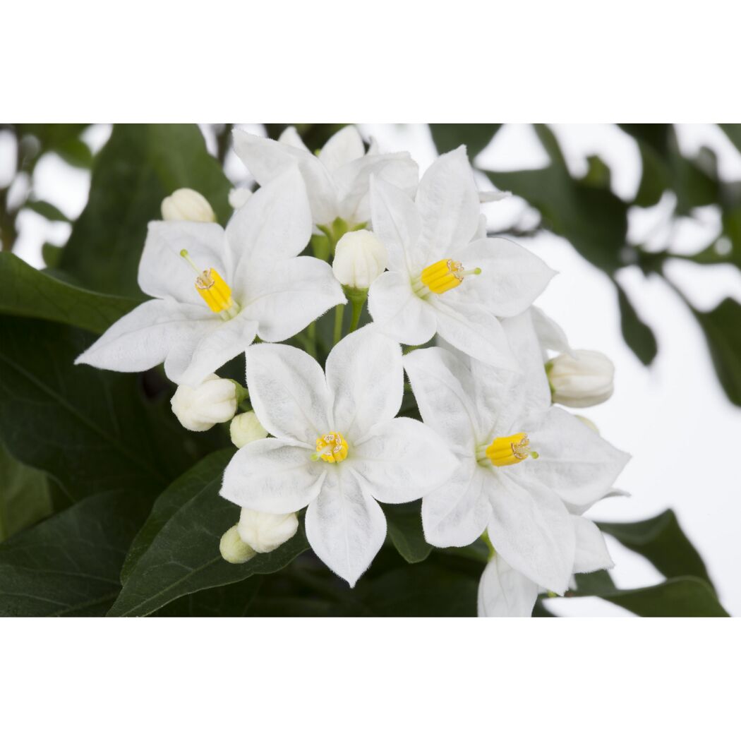 Jasminblütiger Nachtschatten, 14 cm Topf