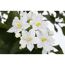 Jasminblütiger Nachtschatten, 14 cm Topf