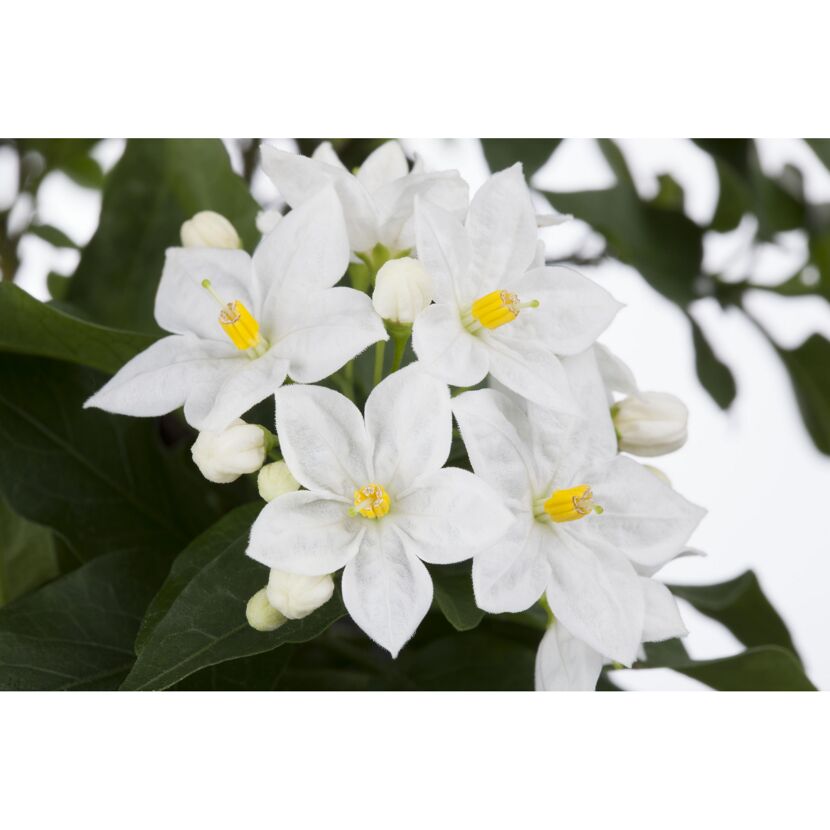 Jasminblütiger Nachtschatten, 14 cm Topf
