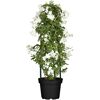 Jasminblütiger Nachtschatten, 14 cm Topf