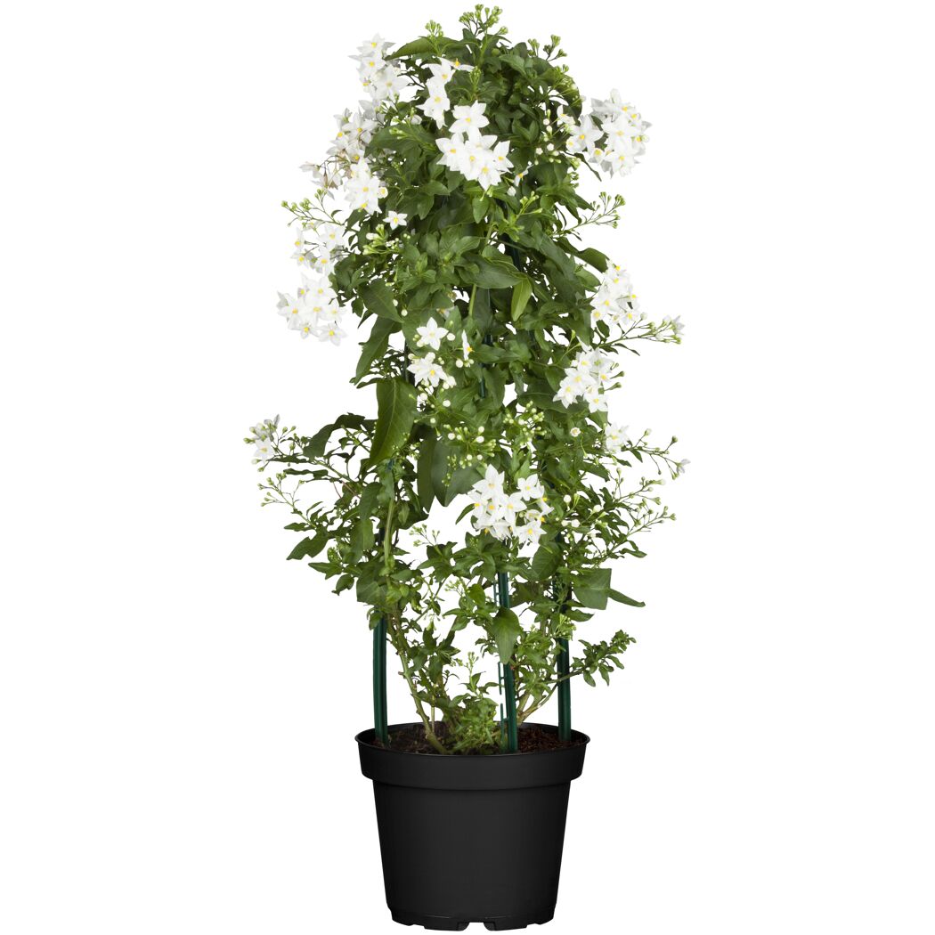 Jasminblütiger Nachtschatten, 14 cm Topf