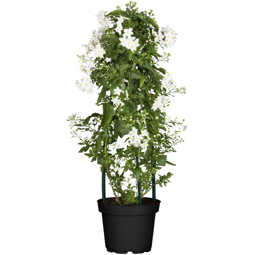 Jasminblütiger Nachtschatten, 14 cm Topf