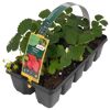Erdbeere 'Ostara' 10er-Tray