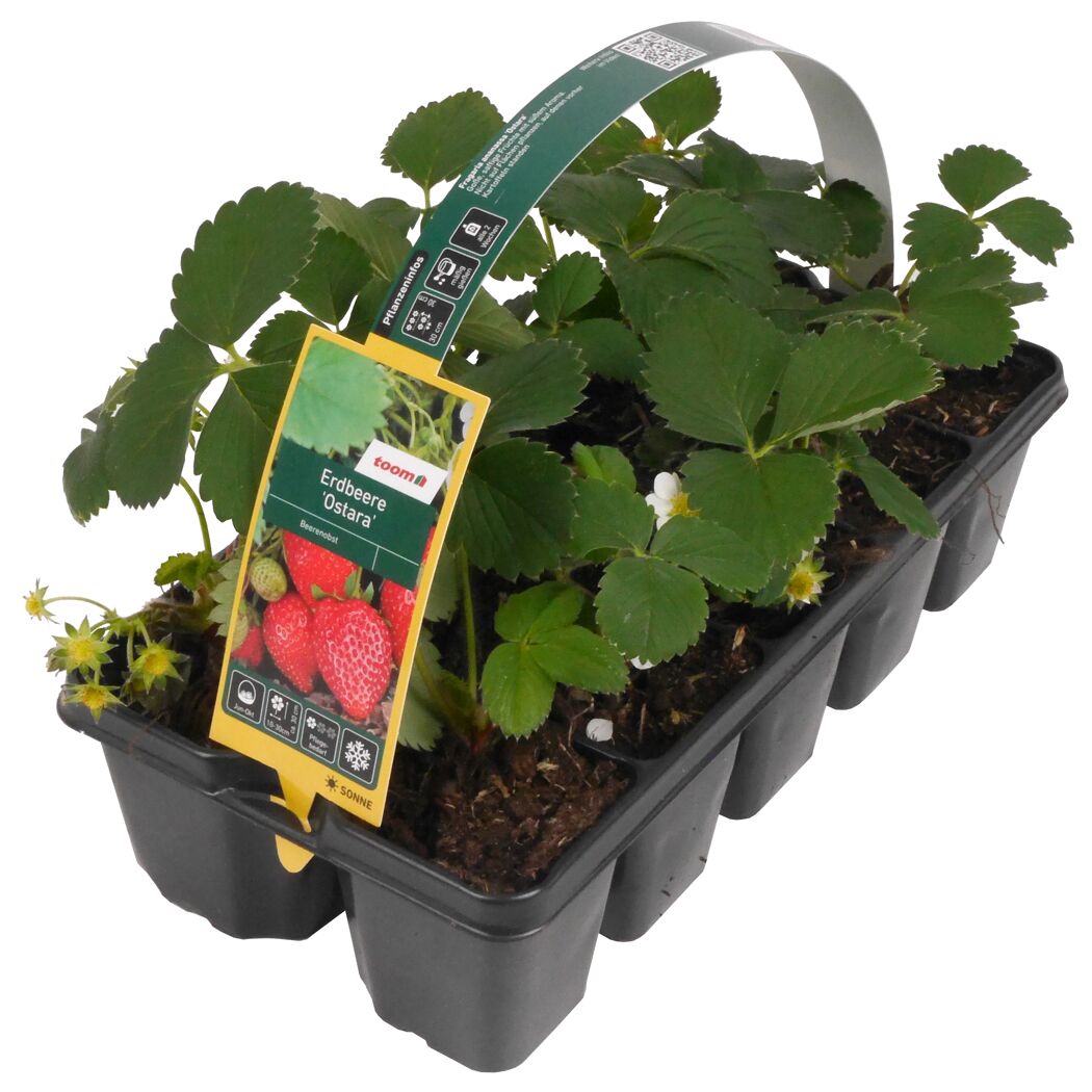 Erdbeere 'Ostara' 10er-Tray