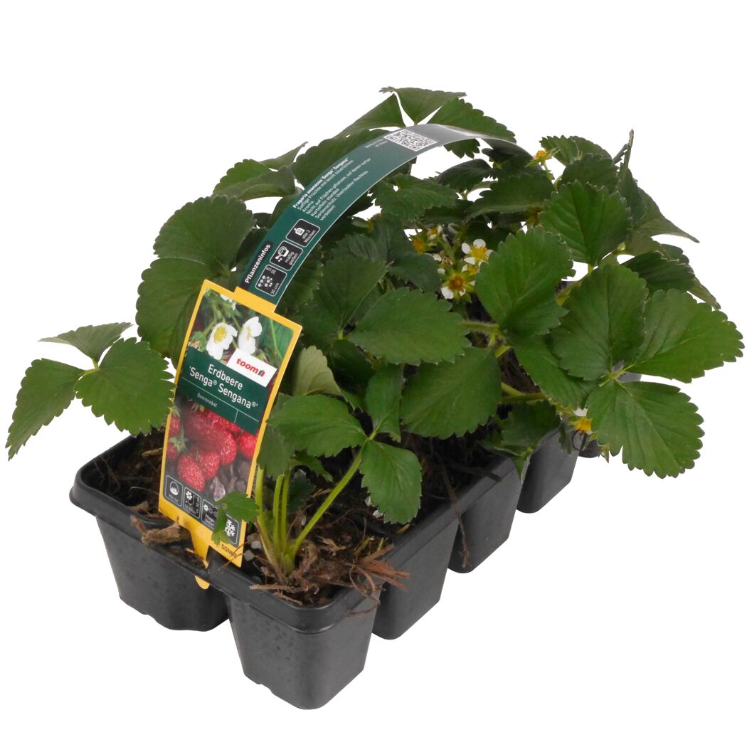 Erdbeere 'Senga Sengana' 10er-Tray