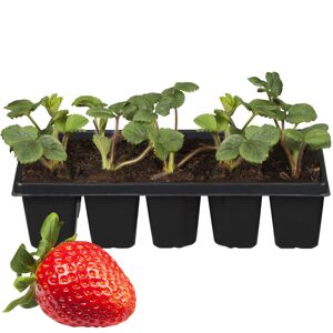 Erdbeere 'Elsanta' 10er-Tray