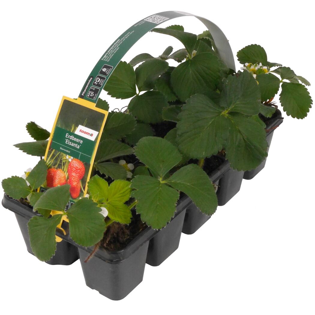 Erdbeere 'Elsanta' 10er-Tray