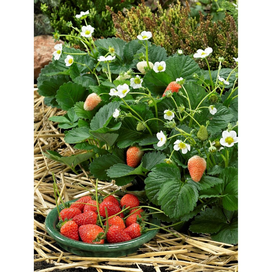 Hängeerdbeere 10er-Tray