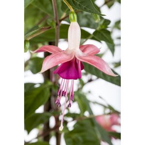 Fuchsie 'Paula Jane', 19 cm Topf