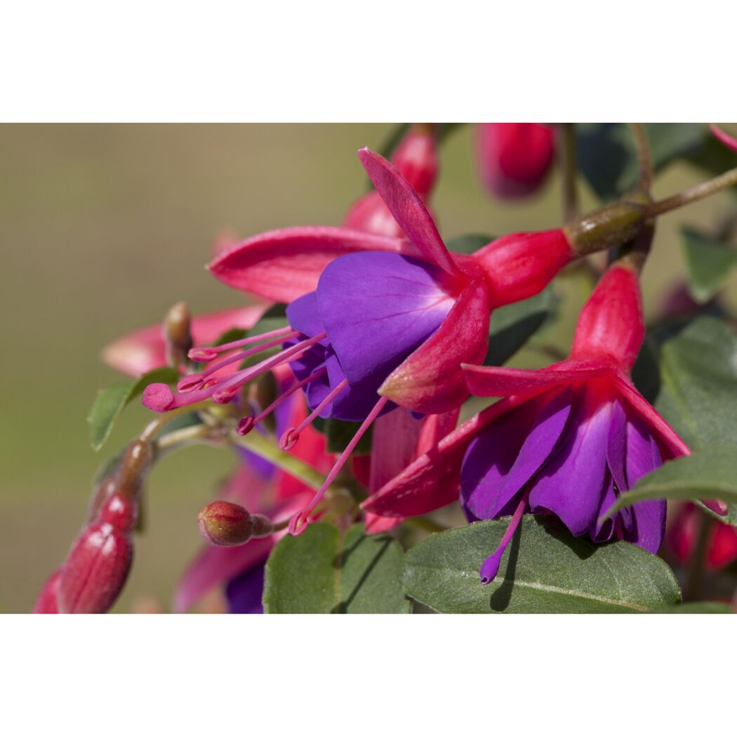 Stehende Fuchsie rot-violett 12 cm Topf, 2er-Set