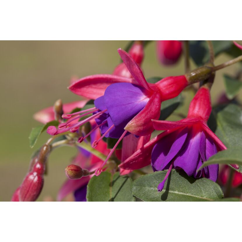 Stehende Fuchsie rot-violett 12 cm Topf, 2er-Set