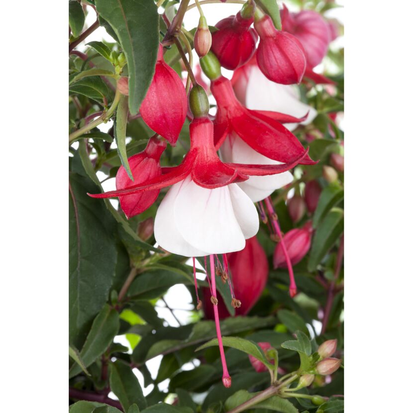 Stehende Fuchsie rot-weiß 12 cm Topf, 2er-Set