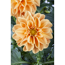 Dahlie Orange, 11 cm Topf, 2er-Set