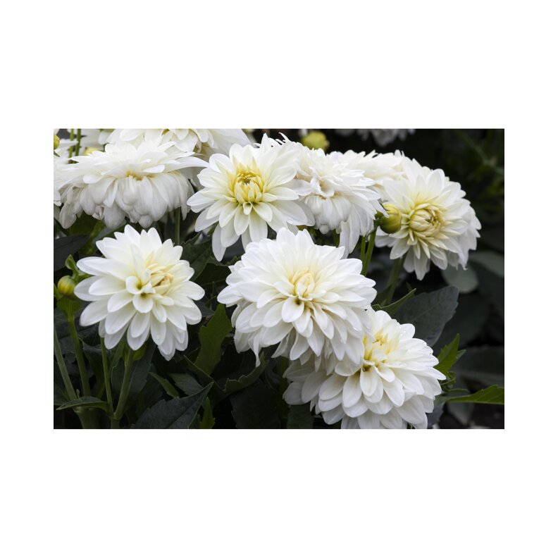 toom Dahlie Weiß, 11 cm Topf, 2er-Set ǀ toom Baumarkt