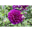 Dahlie Violett, 11 cm Topf, 2er-Set