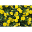 Zauberglöckchen 'MiniFamous® Double Yellow', 12 cm Topf, 2er-Set