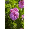 Hängende Geranie rosa, 12 cm Topf, 2er-Set
