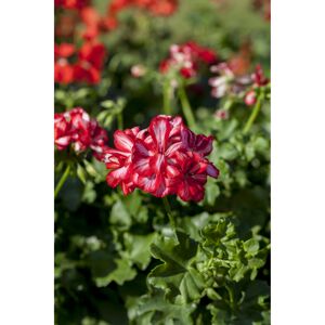 Hängegeranie weißrot, 12 cm Topf