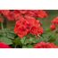 Stehende Geranie rot 12 cm Topf, 2er-Set