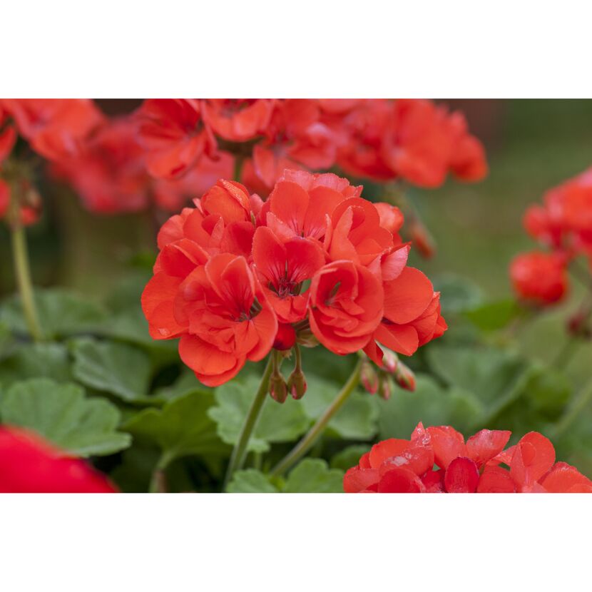 Stehende Geranie rot 12 cm Topf, 2er-Set