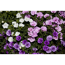 Zauberglöckchen 'Trixi® Pink Petticoat', 12 cm Topf