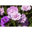 Zauberglöckchen 'Trixi® Pink Petticoat', 12 cm Topf
