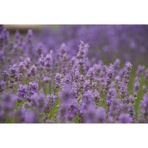 Lavendel 'Little Lady', 13 cm Topf