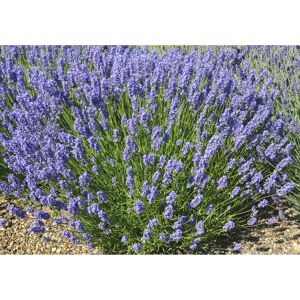 Lavendel 'Lullaby Blue', 13 cm Topf