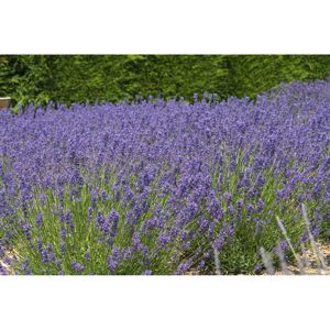 Lavendel 'Folgate', 13 cm Topf