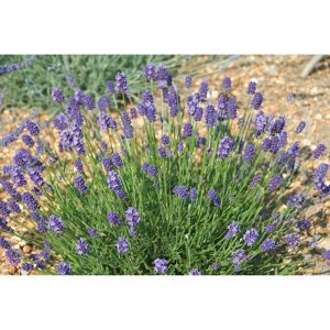 Lavendel 'Thumbelina Leigh', 13 cm Topf
