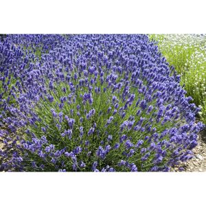 Lavendel 'Loddon Blue', 13 cm Topf