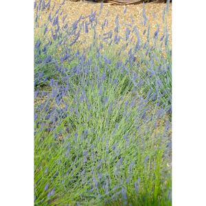 Lavendel 'Silver Sands', 13 cm Topf