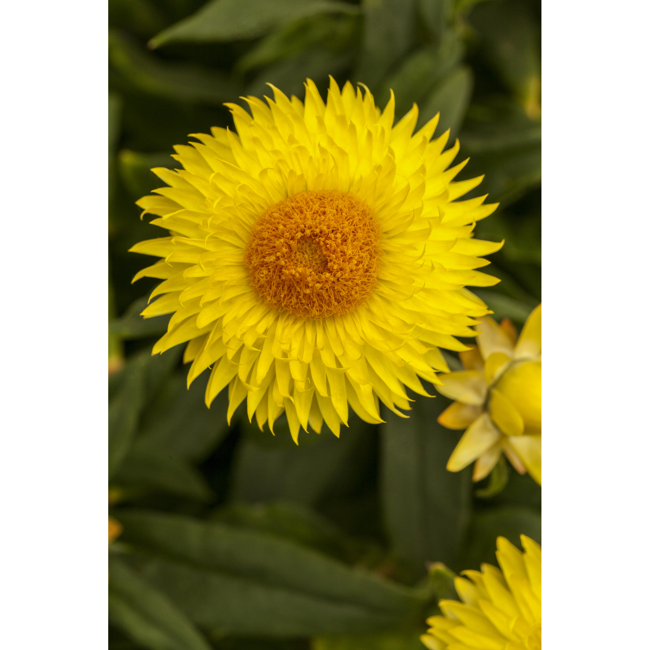 Bild von Strohblume 'Gelb', 12 cm Topf, 2er-Set