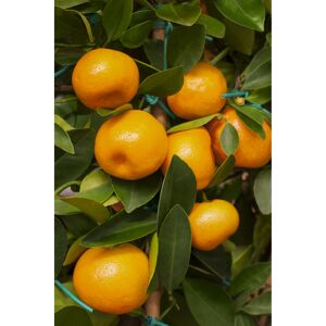 Zwergorange Stamm 'Calamondin', 36 cm Topf