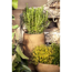 Rosmarin 25 cm Topf