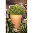 Oregano 25 cm Topf